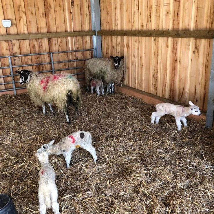 Here's our offering to mark #farm24 

Taken this Spring, here are James's sheep enjoying their newborns... And would you just look at that lovely timber lambing shed! 🤣

#britishfarming #backbritishfarming #farm365 #familybusiness #sheep #shedsofinstagram #lambingshed #springlamb #shepherd #shepherds #agribuilding #livestockbuildings #livestockshed