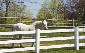 white horse in a paddock with white wooden fence