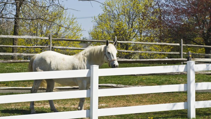 white horse in a paddock with white wooden fence
