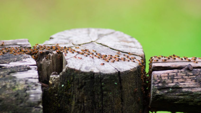 Close-up of timber affected by termites