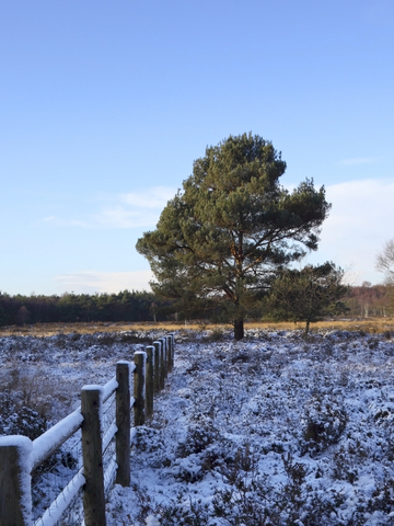 winter fence maintenance 