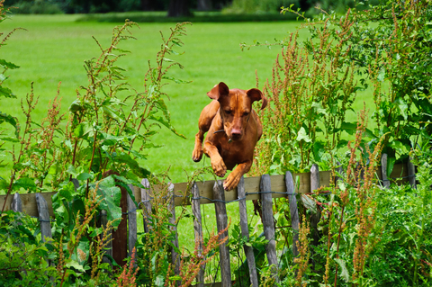 what is the maximum height for a fence in uk